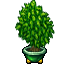 plant pot