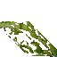 mossy wall