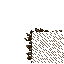 trampled special grass