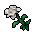 white flower