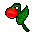 red royal blossom