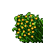 jungle grass