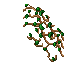 branches